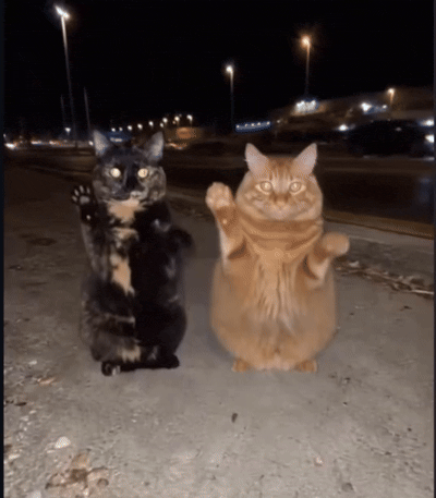 🐱🎶 Miau Dance