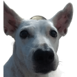 dudamullen